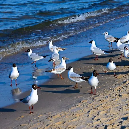 Ferienhaus Dream Comfortable *